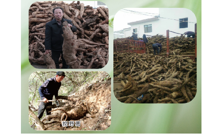 一勺野生葛根粉里的「古今對話」，從古籍記載到現(xiàn)代餐桌的清涼傳承