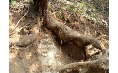 葛根粉：認(rèn)準(zhǔn) 10 年黃金期，拒絕 “年份噱頭”