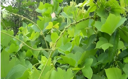 七夕寵妻狂魔就選它！二月風(fēng)雙有機(jī)野生葛根粉，健康又有文化味 