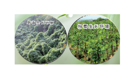 高學(xué)歷養(yǎng)生黨親測：這款雙有機野生葛根粉，憑什么成日常優(yōu)選？?