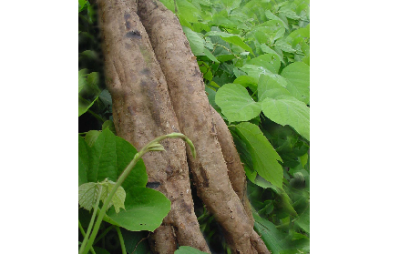 長期吃葛粉是養(yǎng)生還是傷身？科學(xué)解讀它的三大益處，讓你吃得更明白！