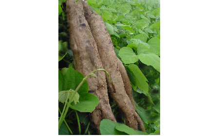 正宗的野生葛根粉，本質(zhì)是淀粉嗎？探秘千年本草中的自然饋贈(zèng)