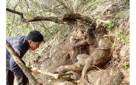 藏在隨州深山里的自然饋禮：二月風(fēng)有機(jī)野生葛根粉，守護(hù)孩子純粹成長