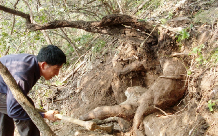 深山藏珍，二月風(fēng)正在大量收購寒冬野生葛根
